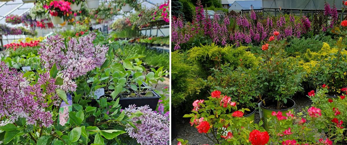 Annuals - Perennials - Shrubs